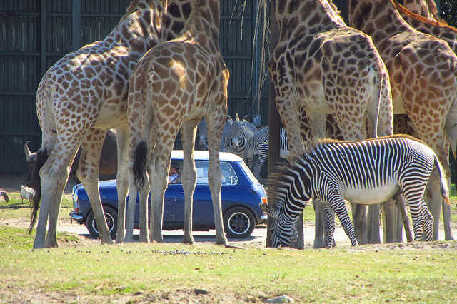 Mini tussen de giraffen tijdens het 55-jarig jubileum van onze club in Beekse Bergen