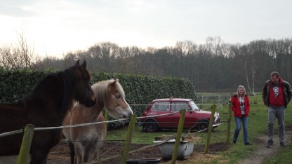 Paarden en een Mini bij de Brabantse Winterrit van 2020